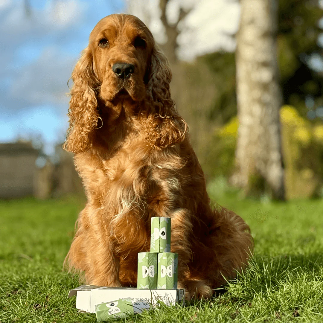 Spring - Compostable Dog Poo Bags 🐇 2026 drop - Image 5